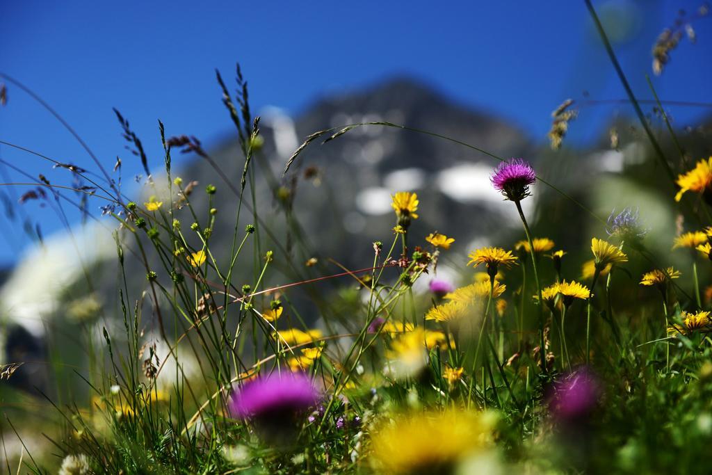 Haus Elisabeth Bed & Breakfast Neustift im Stubaital Exterior foto